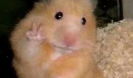 仓鼠王惊天爆料视频大全,惊天爆料视频大全全解析